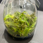 Philodendron 'Golden Crocodile' FLASK (25+ seedlings)