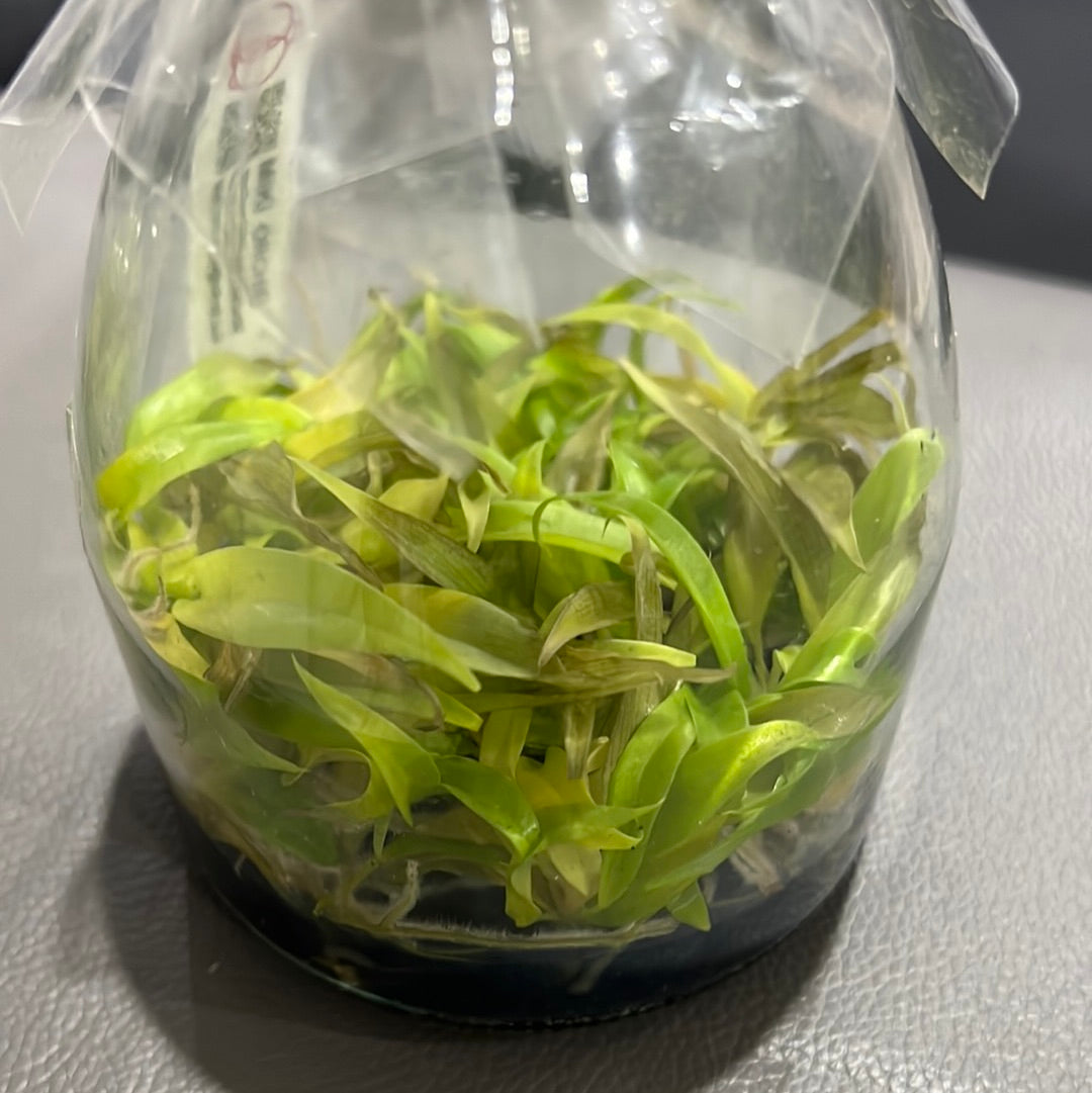 Philodendron 'Golden Crocodile' FLASK (25+ seedlings)