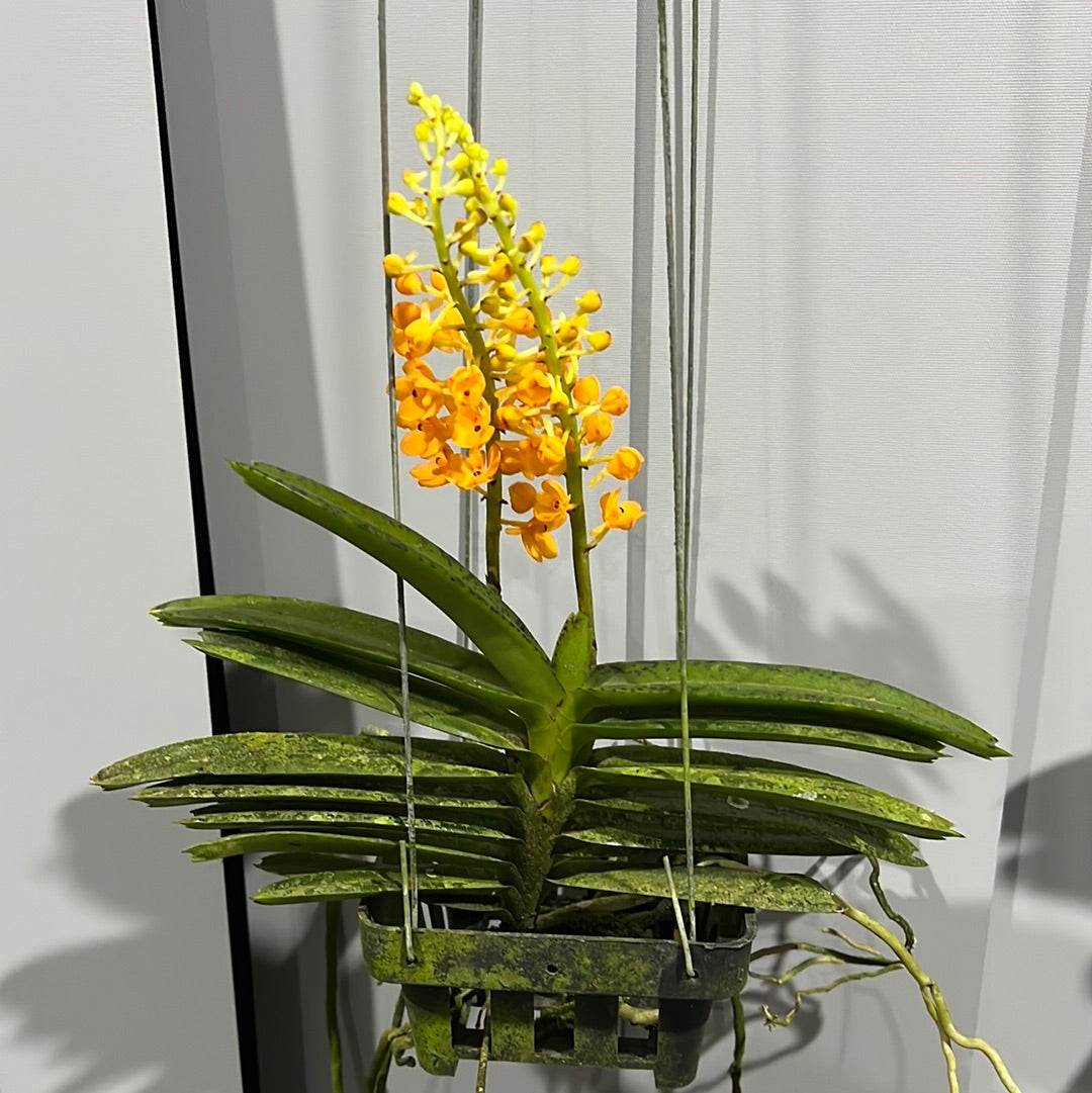 IN FLOWER! - Vanda miniata (Miniature - good for small areas) Secondary image