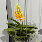 IN FLOWER! - Vanda miniata (Miniature - good for small areas)