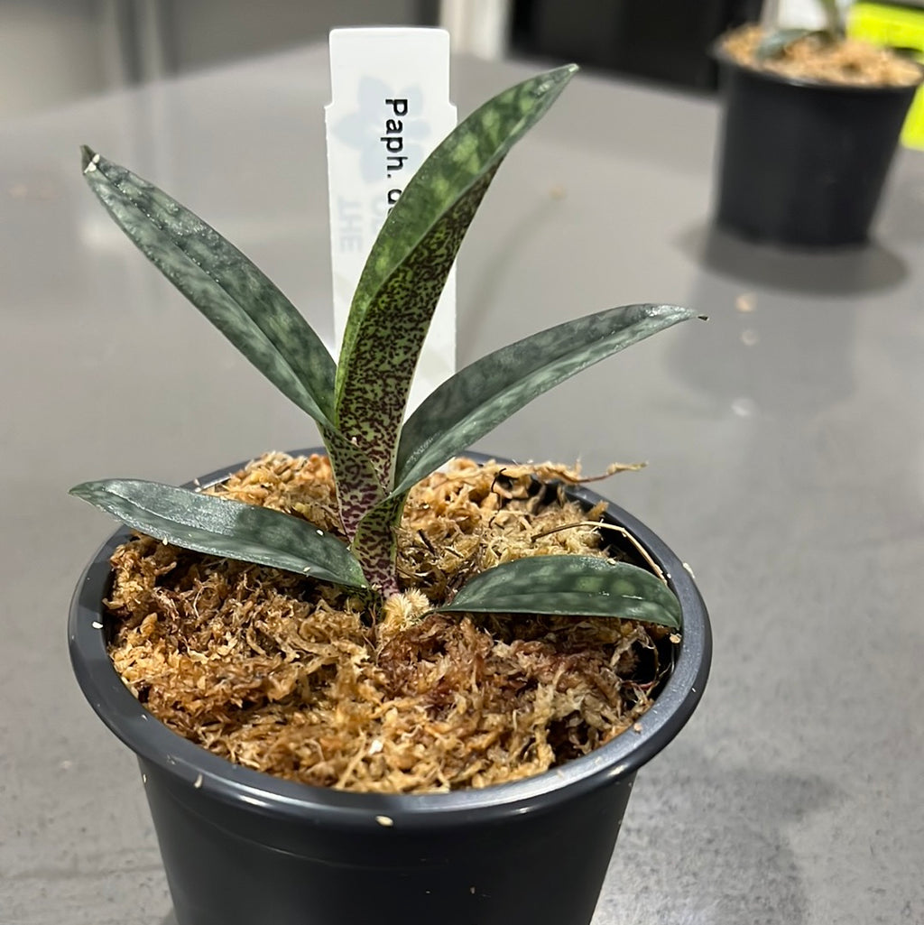 Paphiopedilum delenatii (RARE Mottled Species)