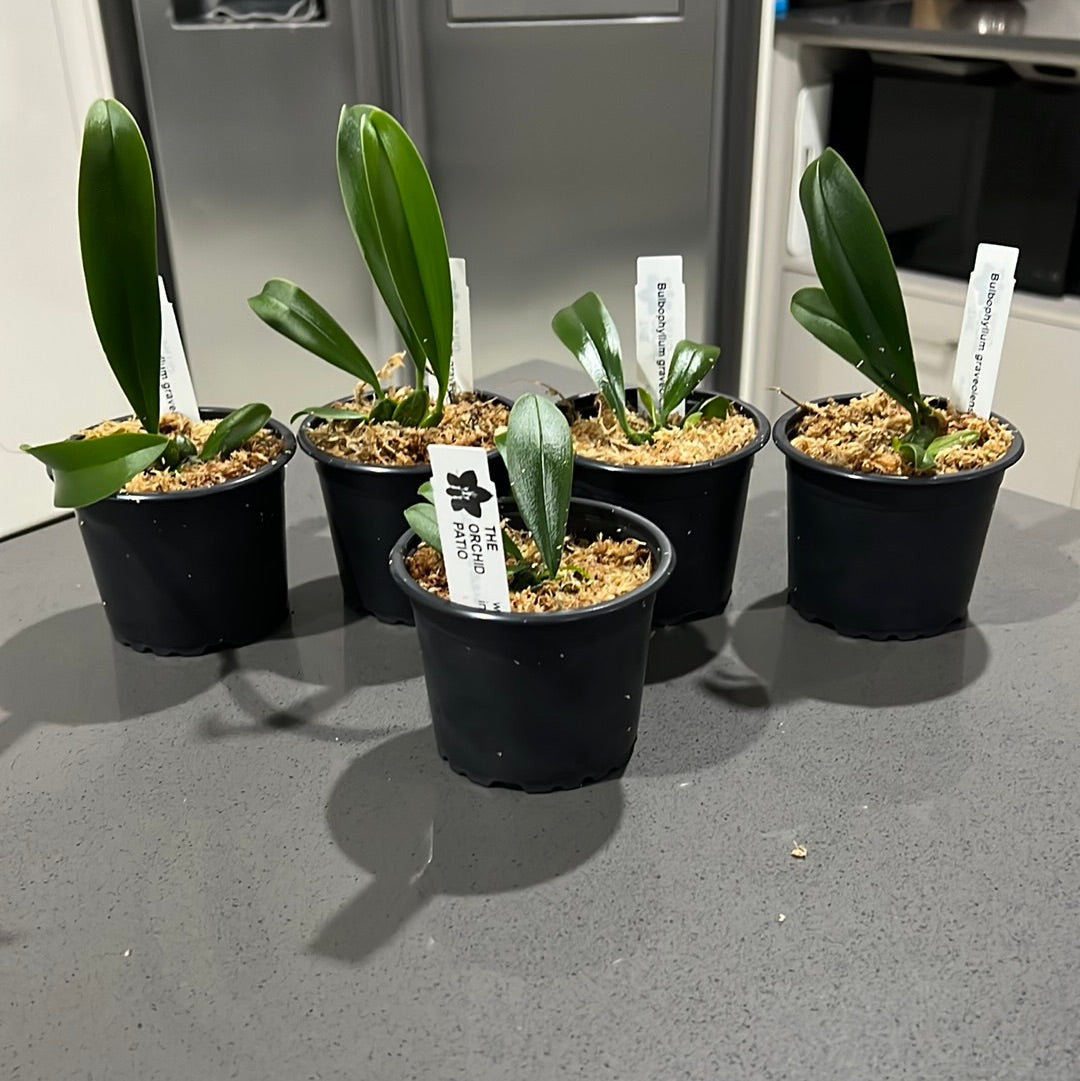 Bulbophyllum graveolens (Species from New Guinea)