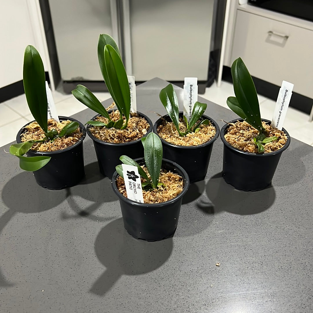 Bulbophyllum graveolens (Species from New Guinea) Secondary image