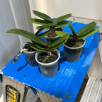 Rhynchostylis gigantea red (Fragrant)