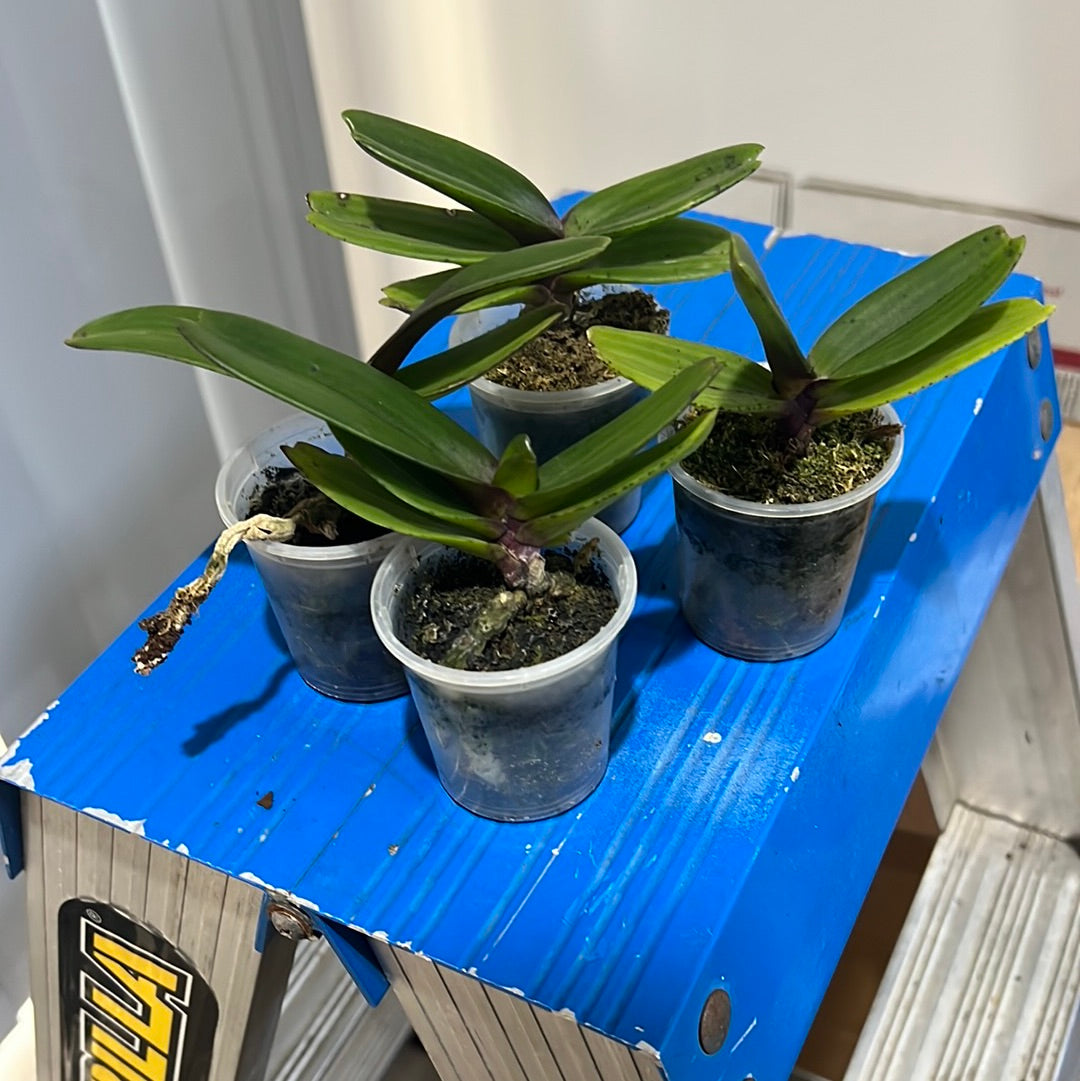 Rhynchostylis gigantea red (Fragrant)