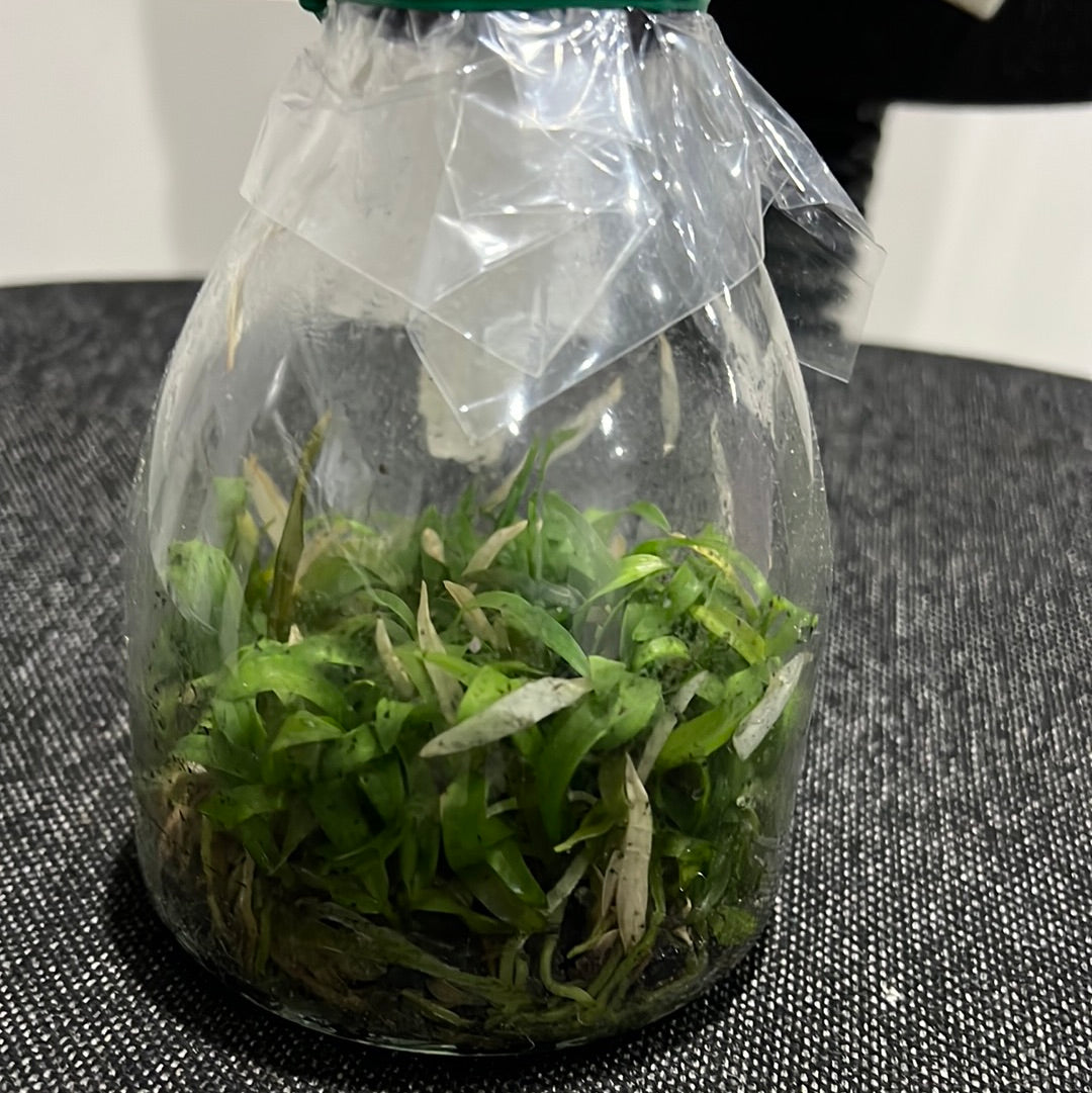 Dendrobium convolutum Latouria SPECIES FLASK Secondary image