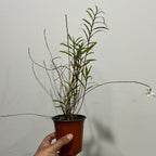 Dendrobium auriculatum (Native to Luzon and Mindanao)