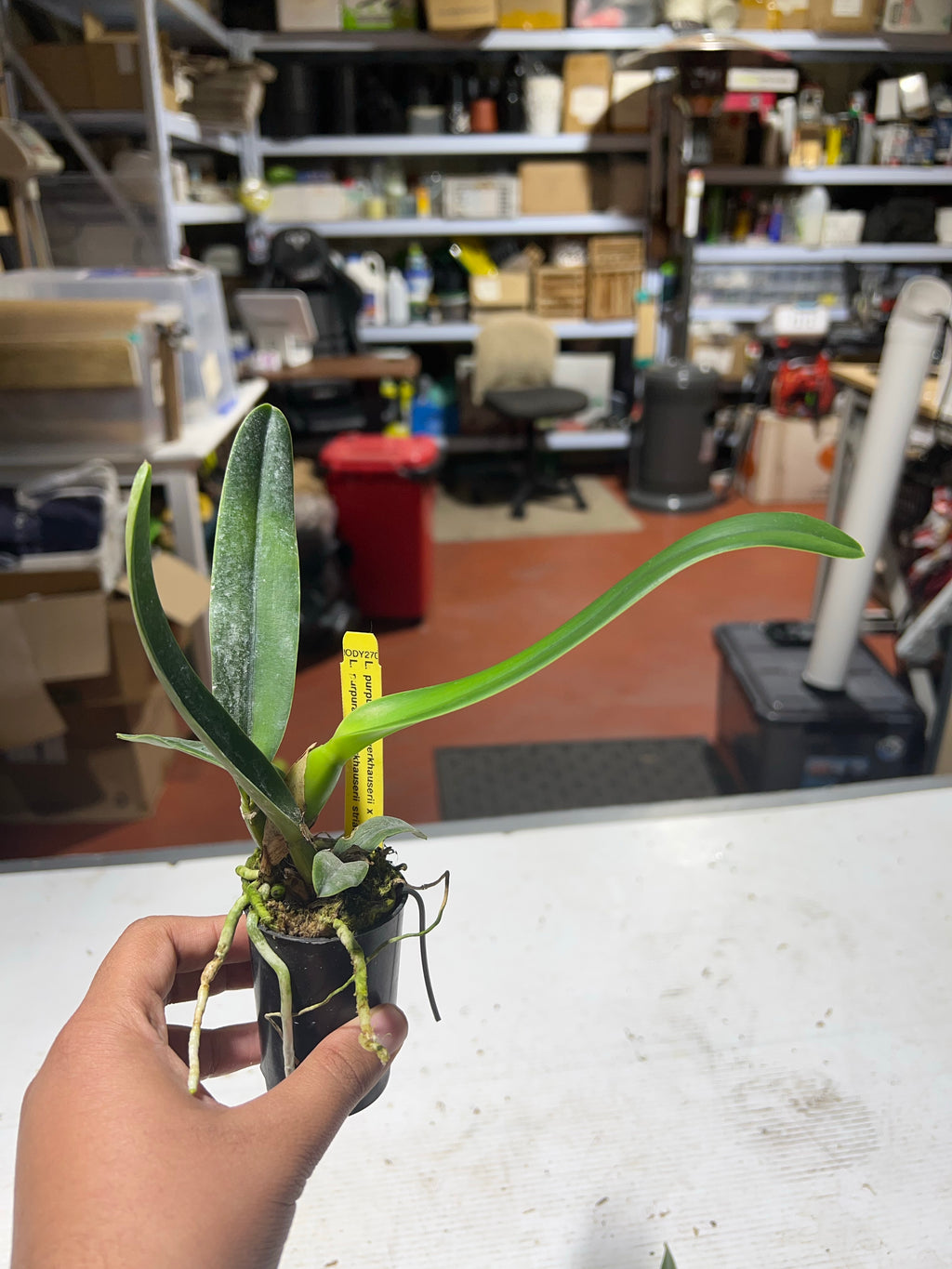 Laelia Purpurata var. Werkhauseri X Laelia Purpurata var. Werkhauseri "Striata"