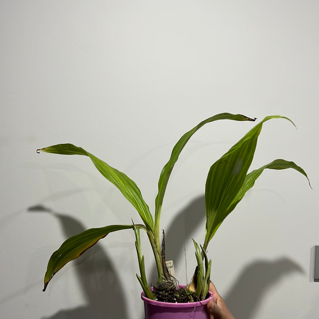 Phaius Lady Ramona Harris ‘Here’s Looking at You’ (BLOOMING SIZE) Secondary image