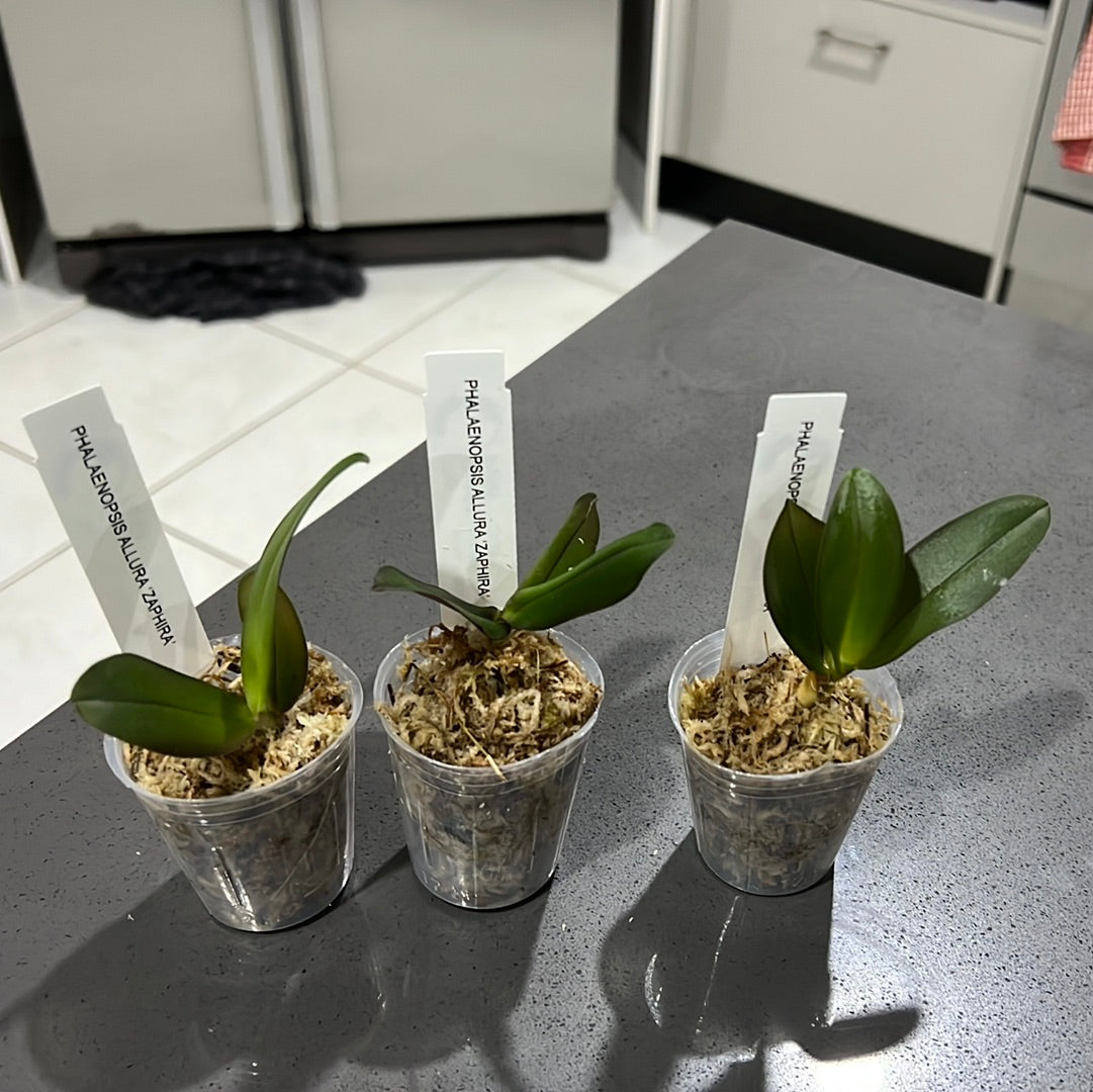 Phalaenopsis Allura 'Zaphira' (Big Lip) Secondary image
