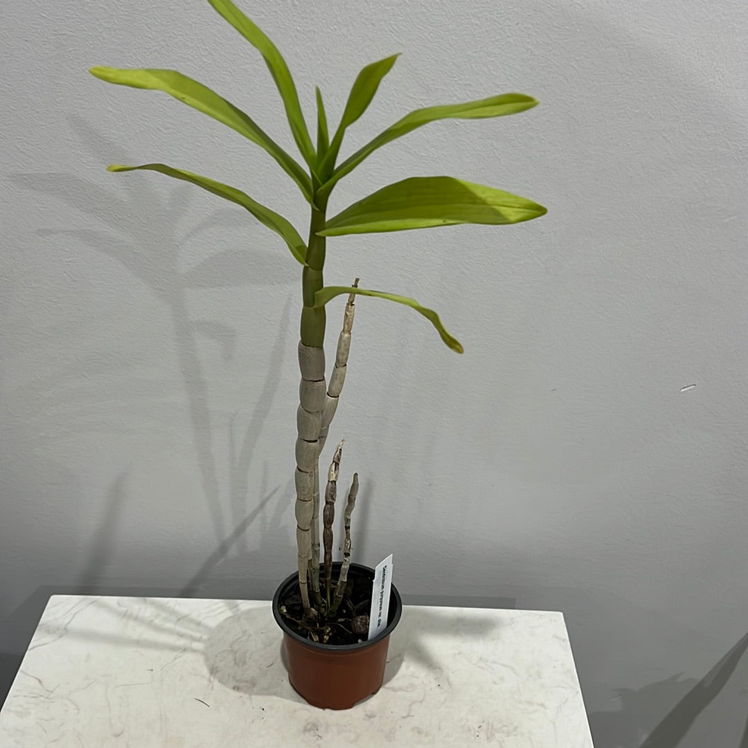 Dendrobium purpureum var. alba (Beautiful White Species) Secondary image