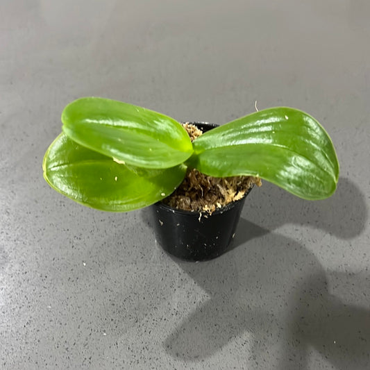 Phalaenopsis aphrodite (Beautiful Species)