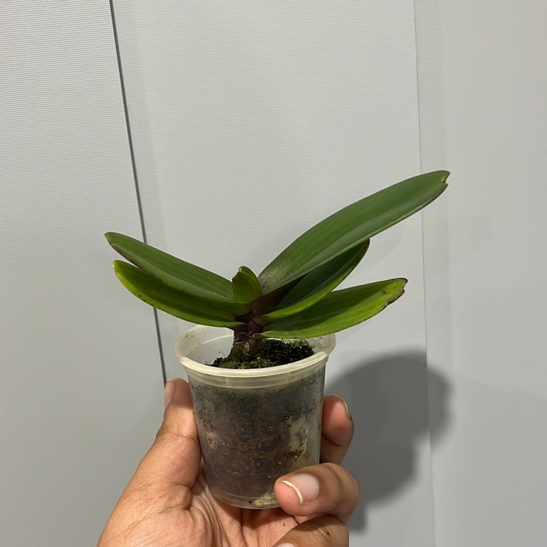 Rhynchostylis gigantea red (Fragrant)