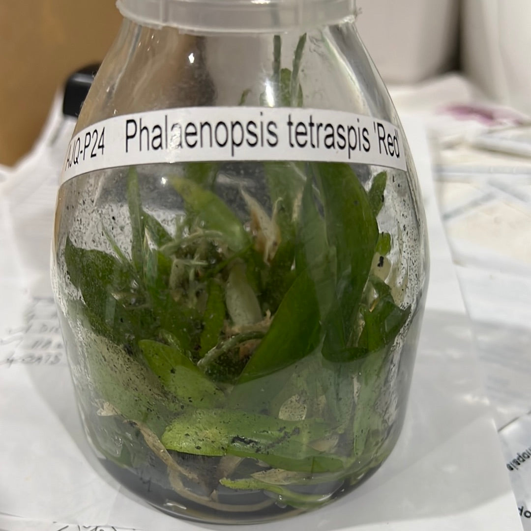 Phal. tetraspis Red (FLASK/TISSUE CULTURE 15+ PLANTS) Secondary image