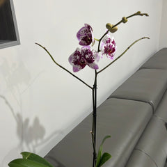 Phalaenopsis Spilled Ink (Blooming Now)