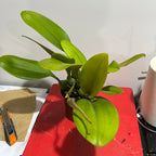 IN BUD! Bulbophyllum echinolabium (native to Sulawesi and Borneo) LARGE FLOWER