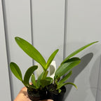 Rlc. Ploenpit Glory x Chia Lin (Beautiful Hybrid)