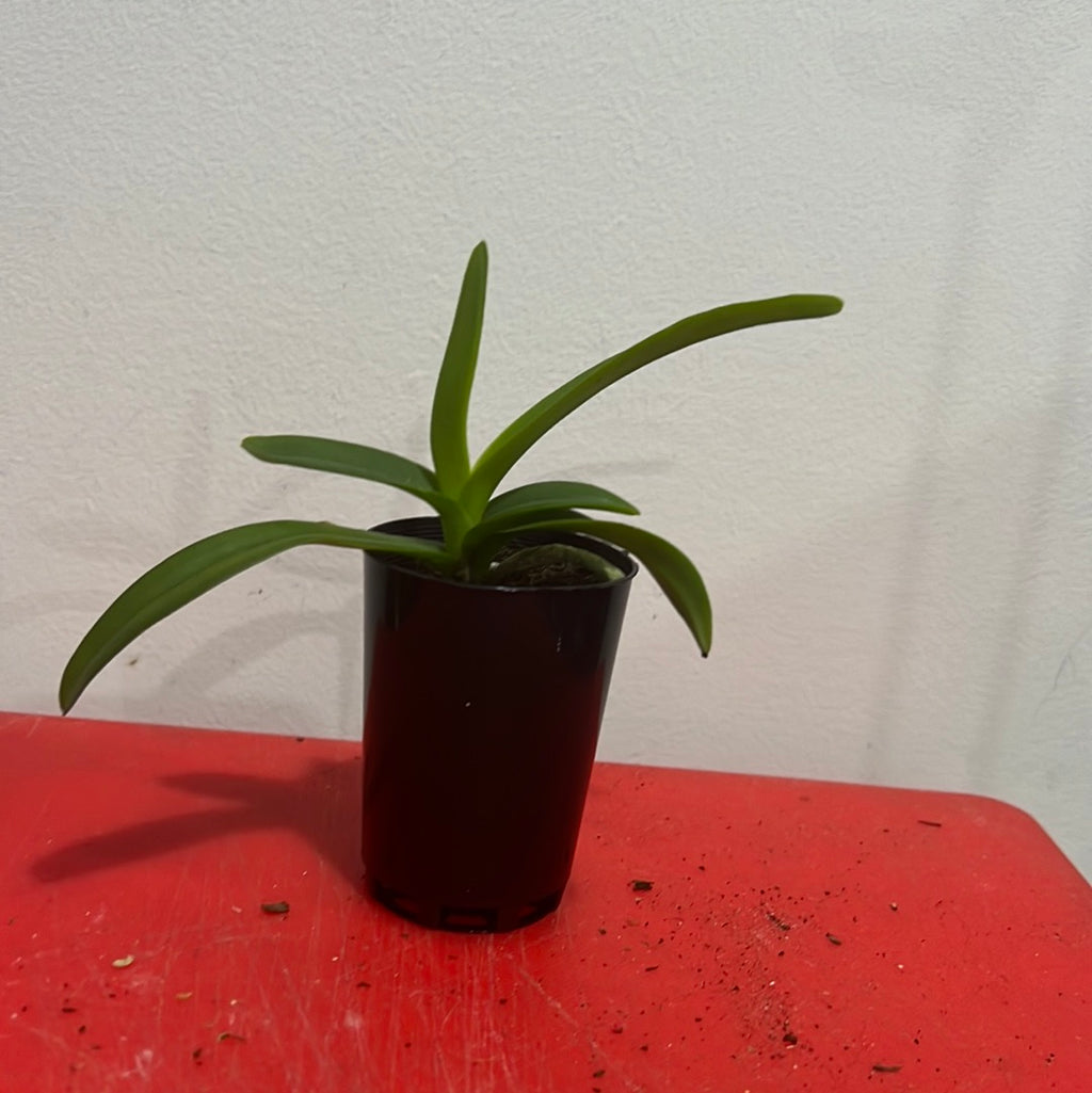 Vanda Pakchong Blue x Vanda Srakaew 4n