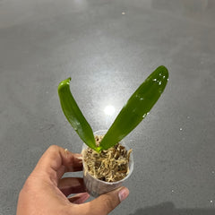Phalaenopsis stuartiana (Species from Philippines)