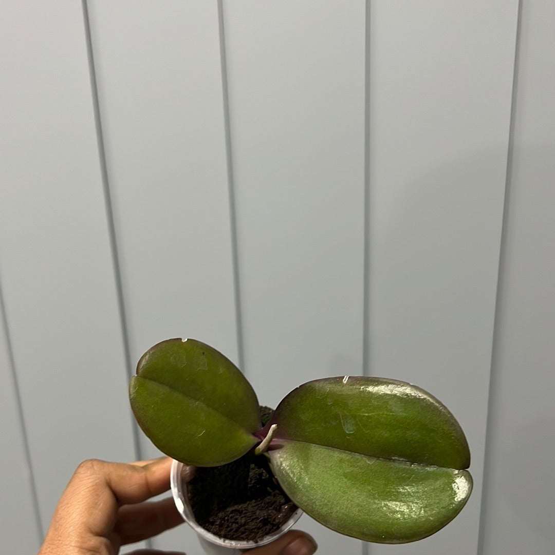 Phalaenopsis Joyride (Healthy Mericlone)