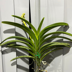 Vanda Dr Anek x Vanda Kultana Brown (IN BUDS - FLOWERING SOON)