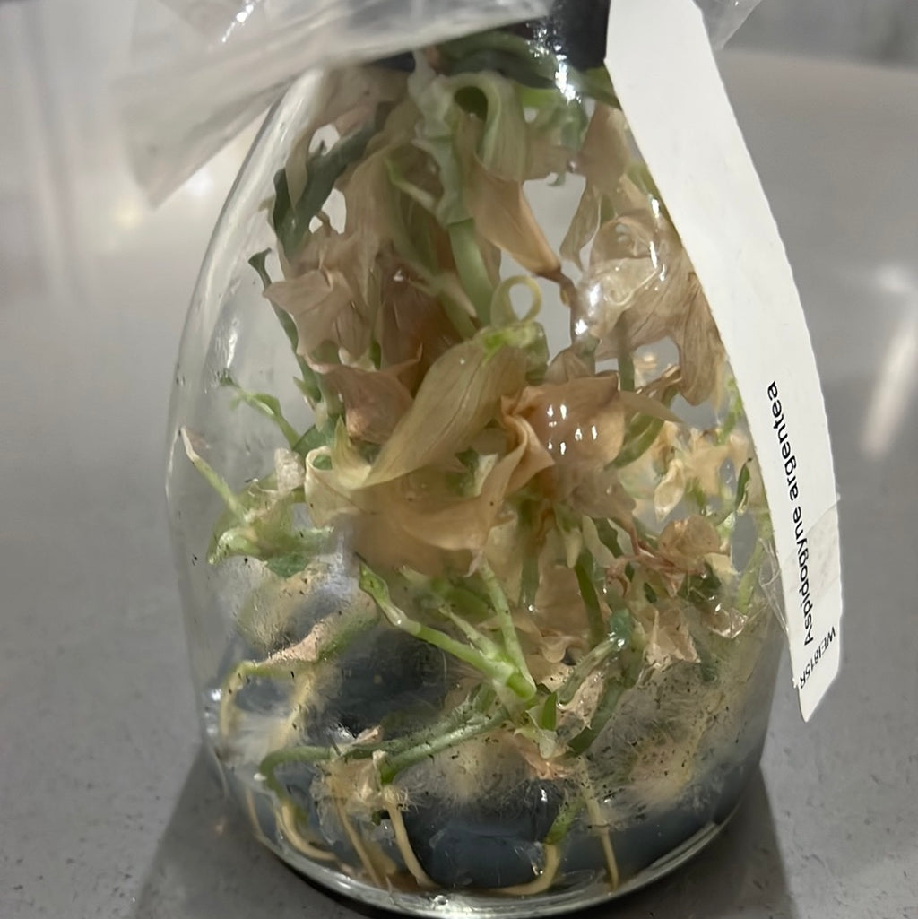 Aspidogyne argentea FLASK/TISSUE CULTURE