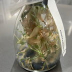 Aspidogyne argentea FLASK/TISSUE CULTURE