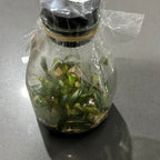 Philodendron ‘Pink Princess’ FLASK TISSUE CULTURE 15+ PLANTS