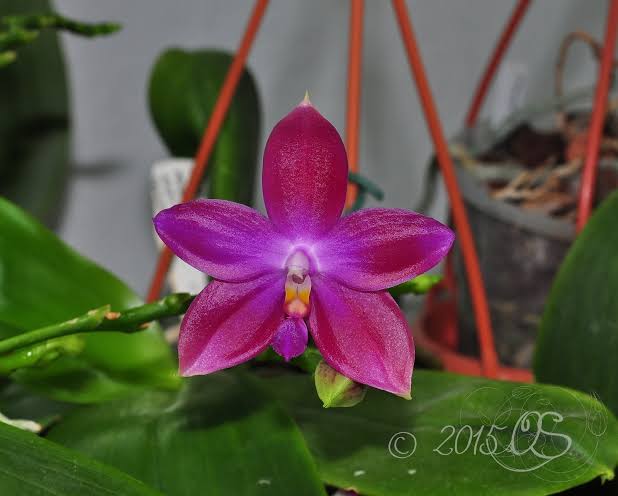 Phalaenopsis Germaine Vincent (Phal. violacea x Phal. tetraspis) Fragrant Main image