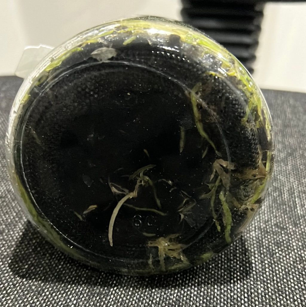 Dendrobium convolutum Latouria SPECIES FLASK