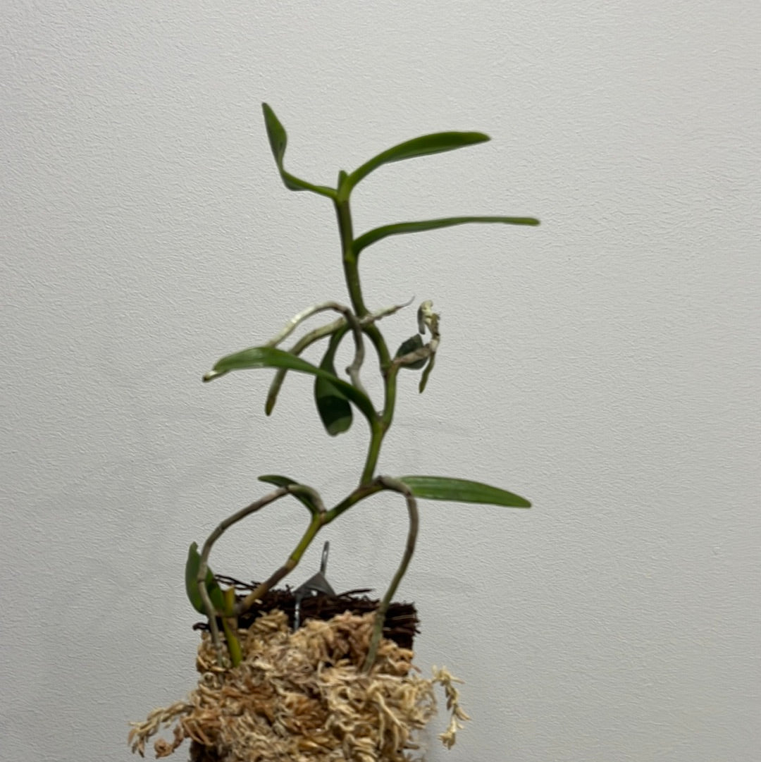 Jumellea stenoglossa (Species from Madagascar) Secondary image