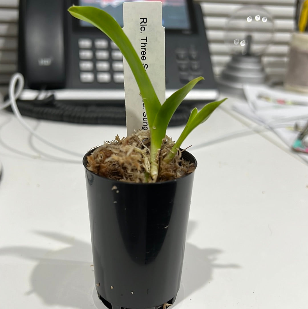 TOP - Rlc. Three Suns X Rlc. Sung Ya Green (Green Hybrid)