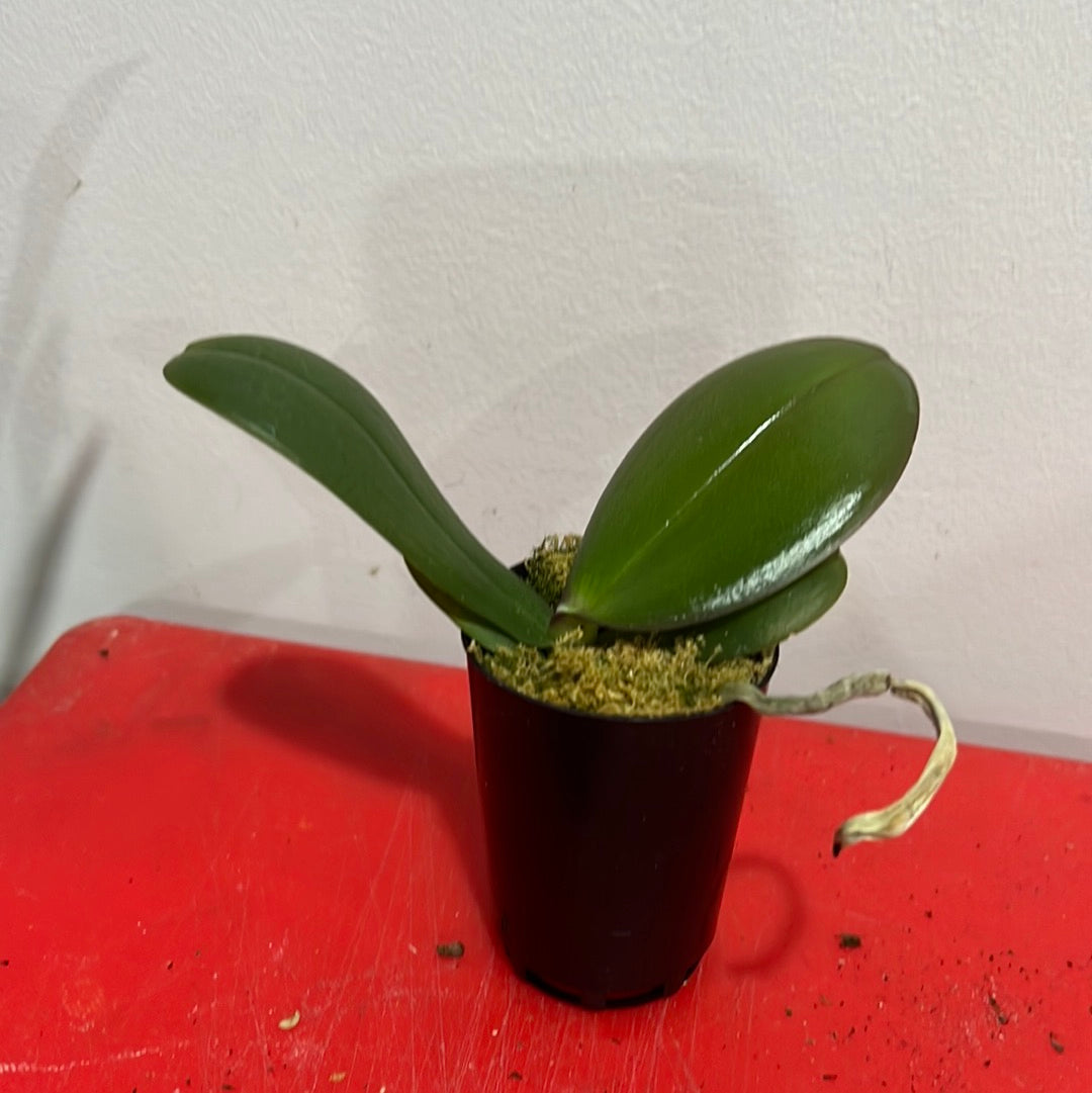 Phalaenopsis Exotic Punch (Healthy in 50mm pot) Secondary image