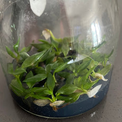 Philodendron ‘White Wizard’ FLASK TISSUE CULTURE