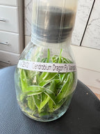 TOP Flask - Dendrobium 'Dragon Fly' Variegated