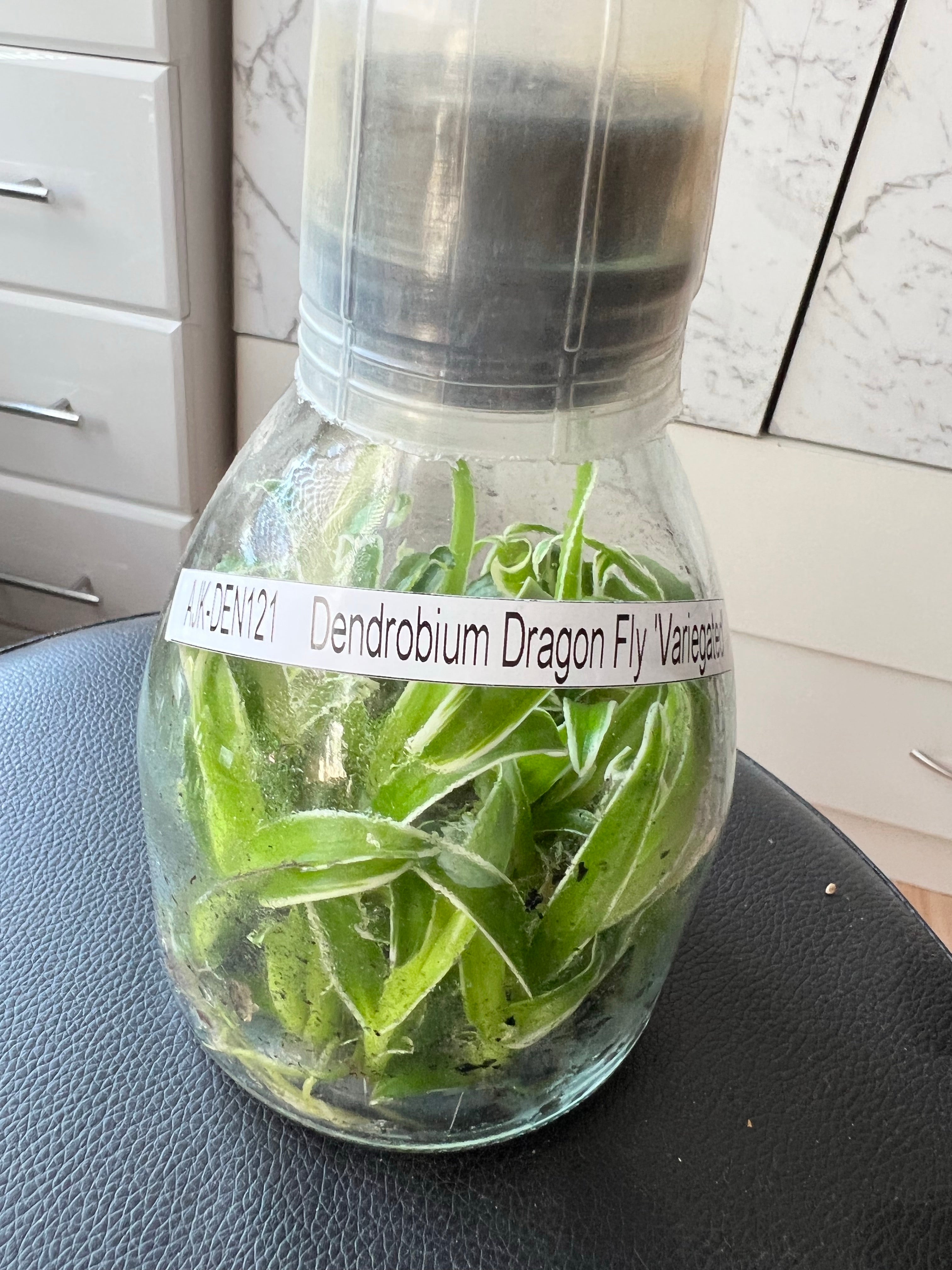 TOP Flask - Dendrobium 'Dragon Fly' Variegated