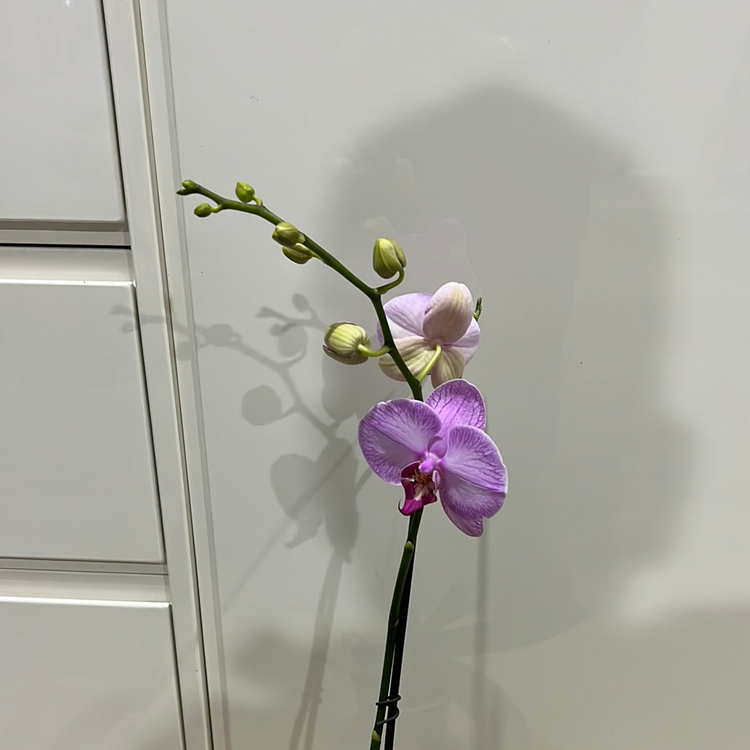 Phalaenopsis Gallery Play (FLOWERING!!!)