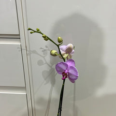 Phalaenopsis Gallery Play (FLOWERING!!!)