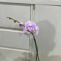 Phalaenopsis Lady Writer (FLOWERING NOW!!!)