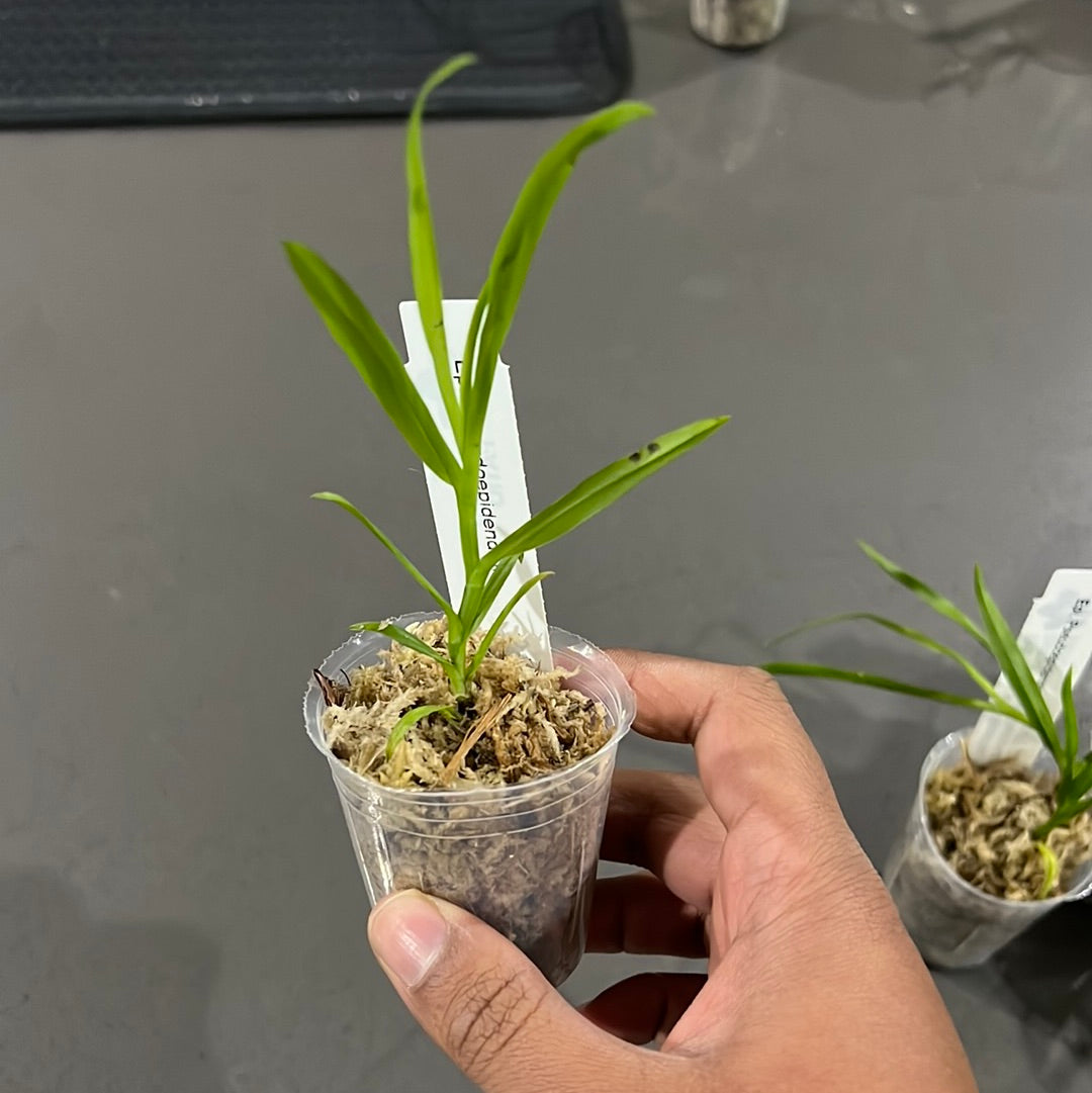 Epidendrum pseudepidendrum (Species native to Costa Rica and Panama)