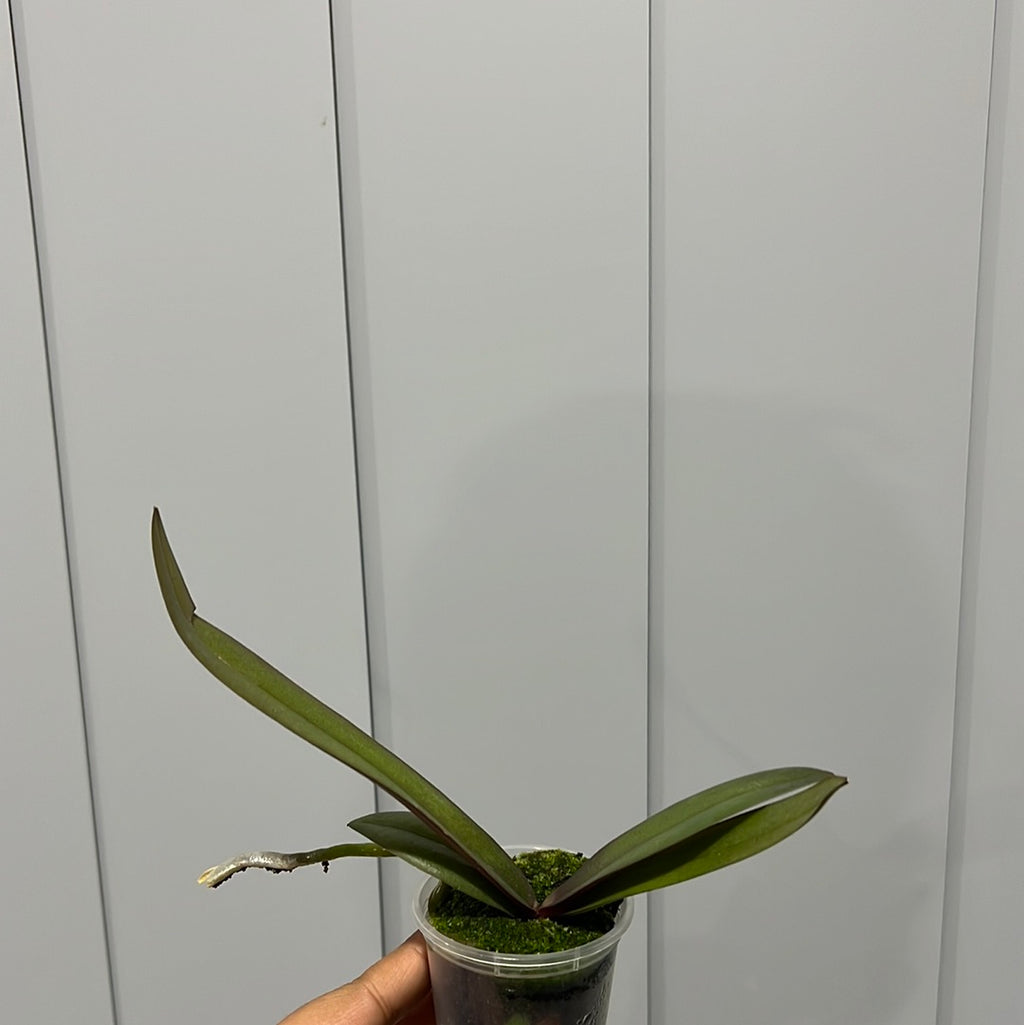 Phalaenopsis Venetian Carnival (Healthy Mericlone)