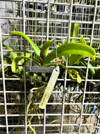 FLOWERING/ IN SPIKE RHYNCHOSTYLIS (FOXTAIL ORCHIDS)