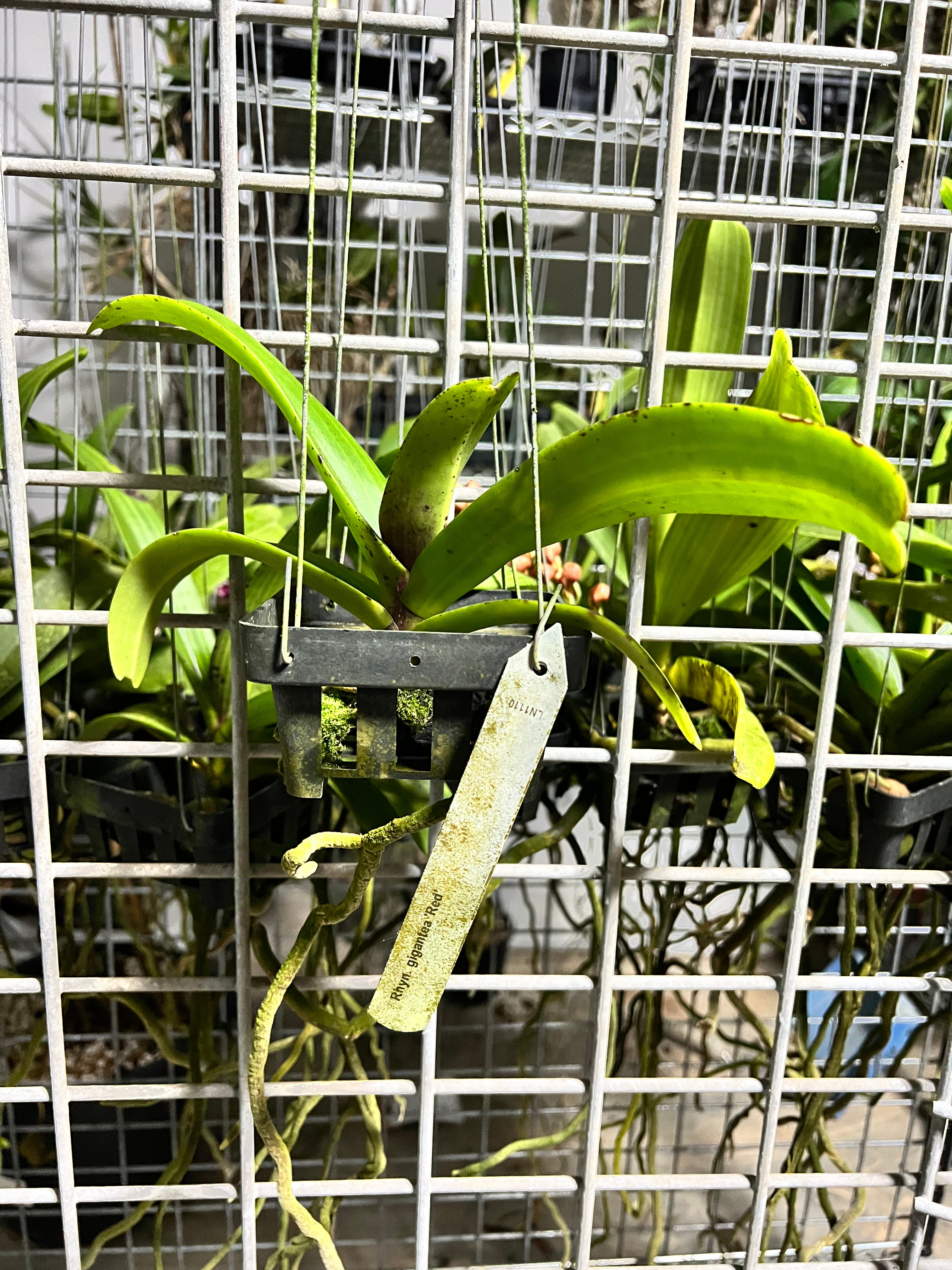 FLOWERING/ IN SPIKE RHYNCHOSTYLIS (FOXTAIL ORCHIDS)