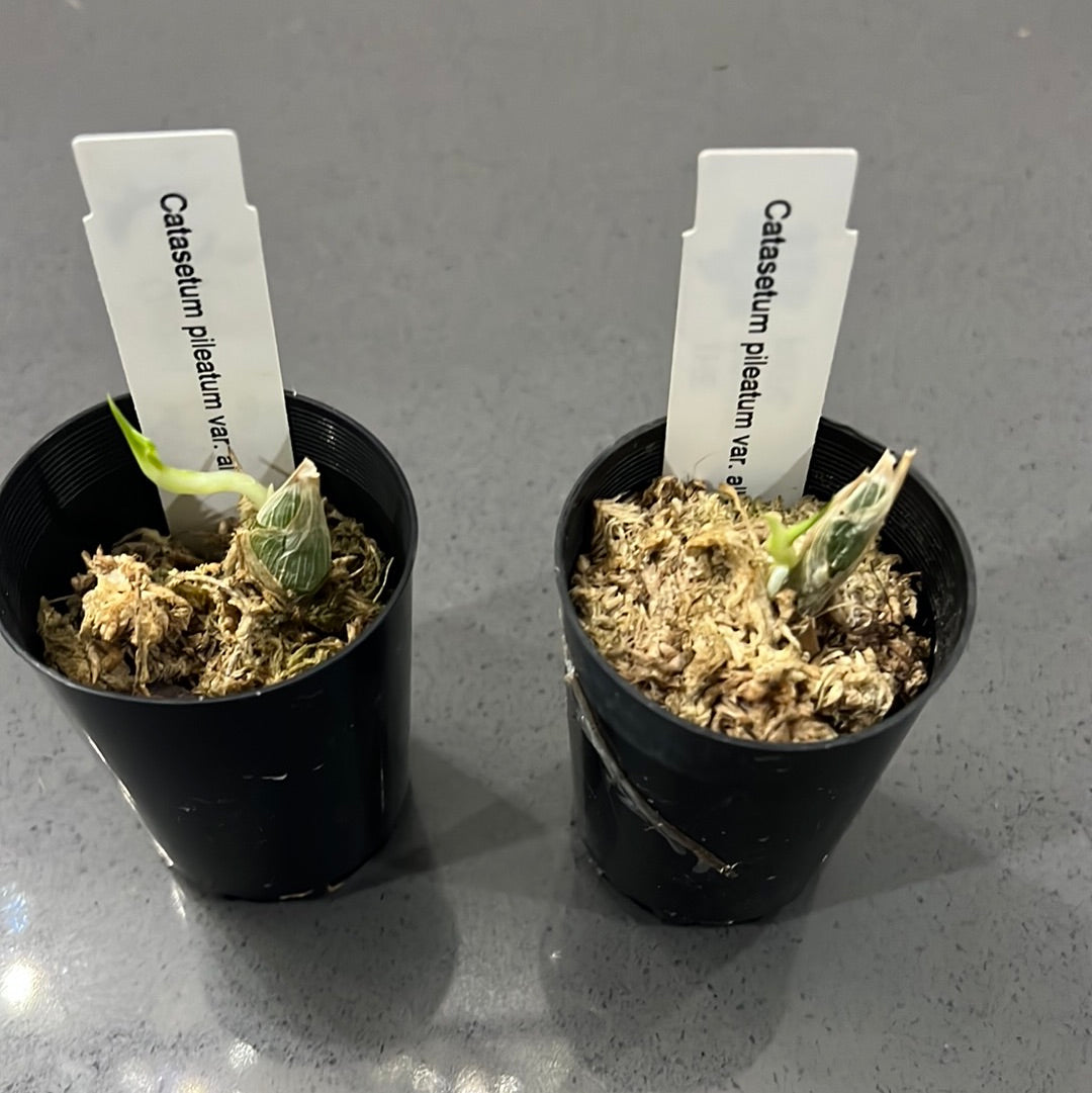 TOP - Catasetum pileatum var. alba (Fragrant Species) Secondary image