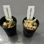 TOP - Catasetum pileatum var. alba (Fragrant Species)