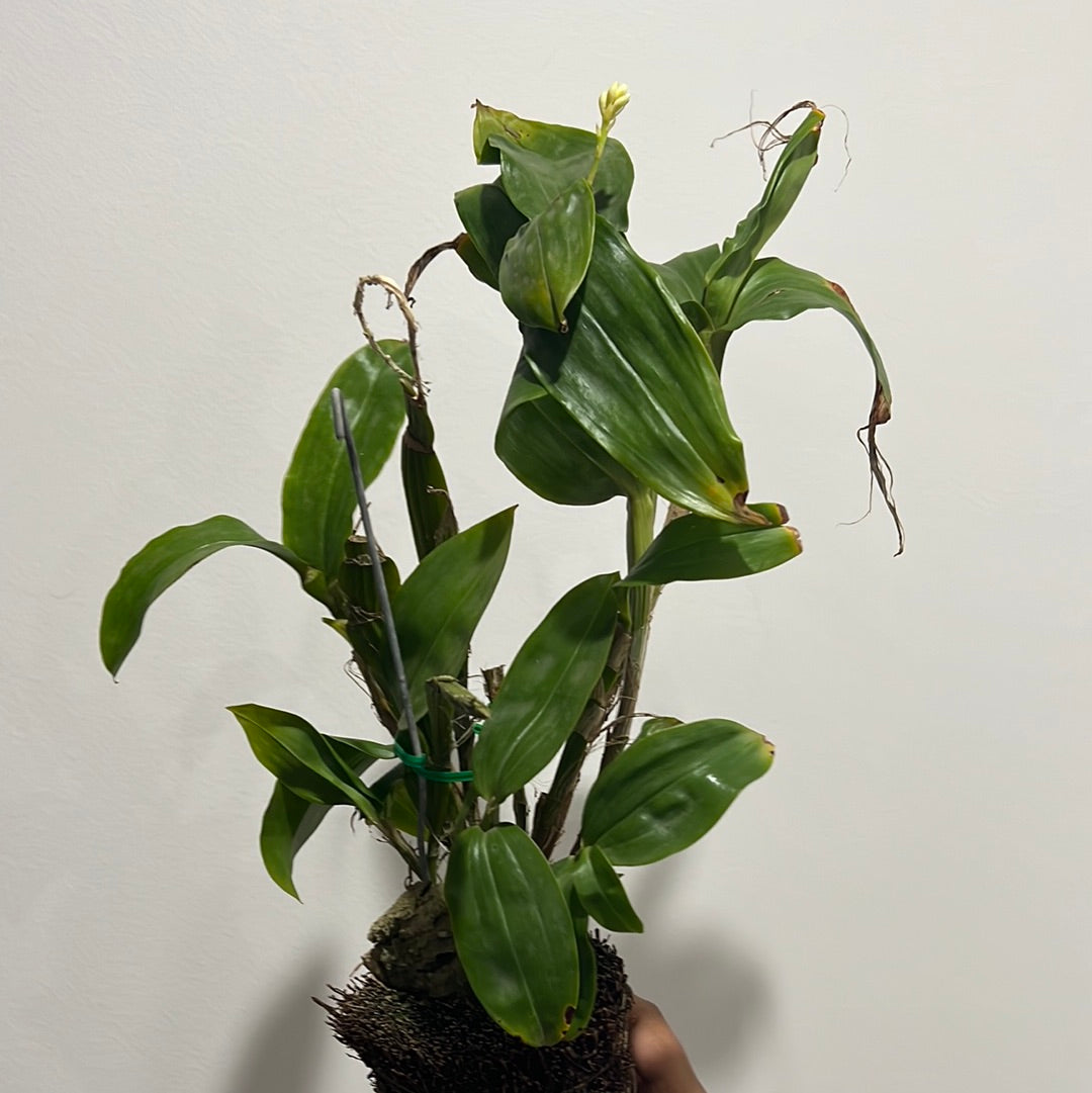 IN FLOWER! Dendrobium Sulcatum (Species HARD TO FIND) Secondary image