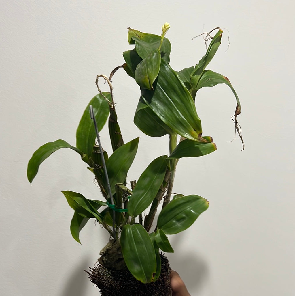 IN FLOWER! Dendrobium Sulcatum (Species HARD TO FIND)