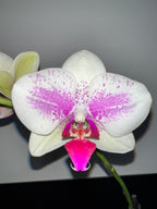 Phalaenopsis Miroflora (IN BLOOM NOW MERICLONE)