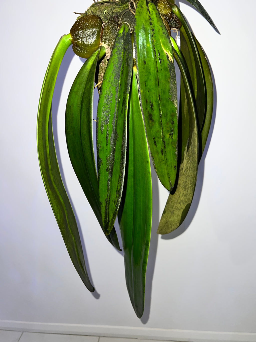 Bulbophyllum Phalaenopsis (Gigantic Plant)