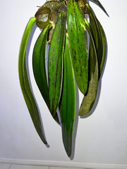 Bulbophyllum Phalaenopsis (Gigantic Plant)